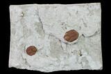 Two Ordovician Trilobite (Ampyxina) Fossils - Missouri #135526-1
